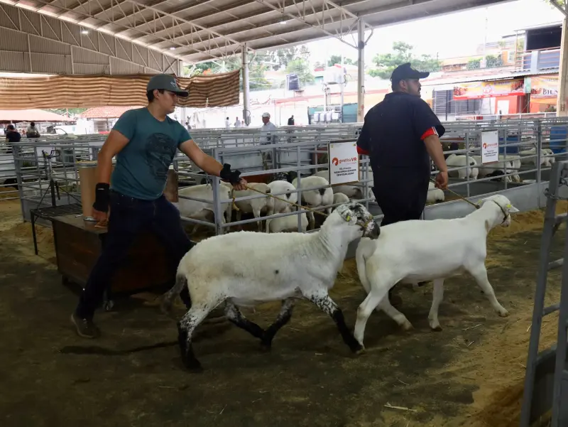 Anuncian inversión de cuatro mdp para fortalecer la ovinocultura en Zapotlanejo