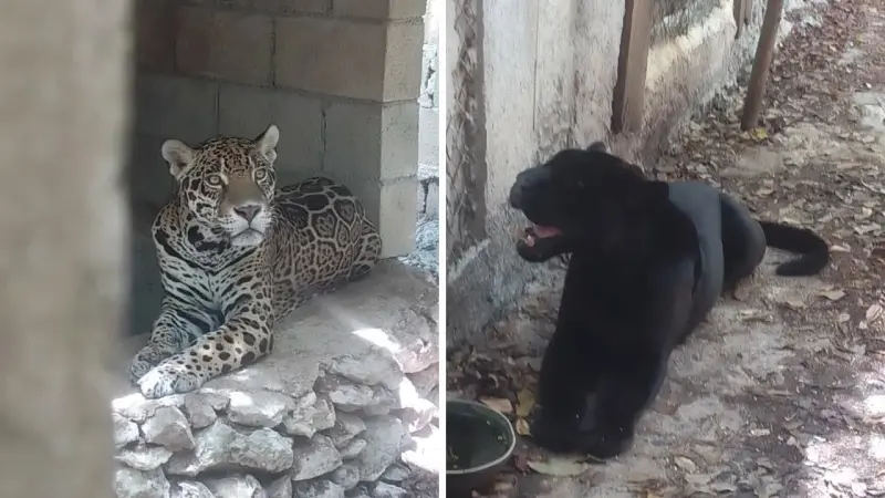 Balam Há queda asegurado, pero animales no se mueven