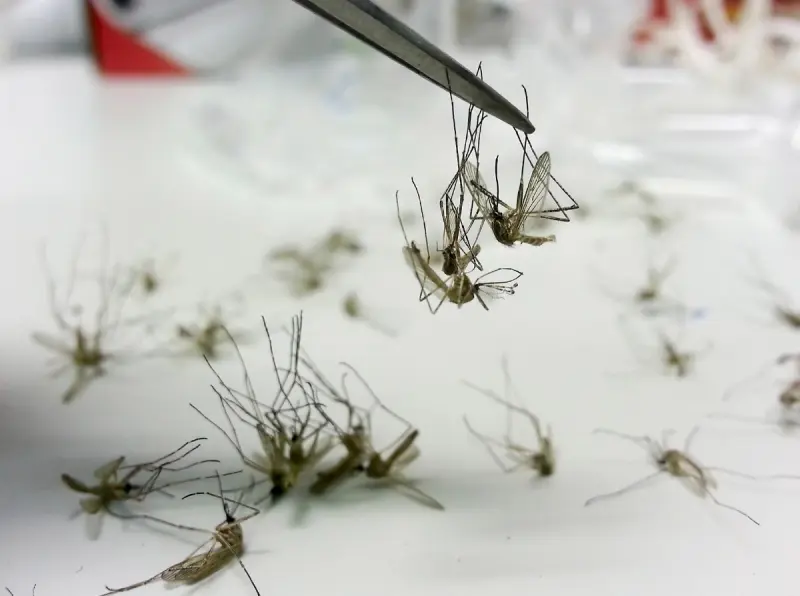 “No todo lo que parece mosco es un mosquito”: aclaran sobre supuestas especies “gigantes” en Yucatán
