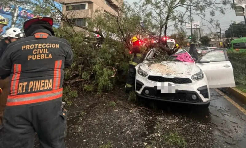 Muere una persona en Puebla tras caída de árbol por fuerte tormenta