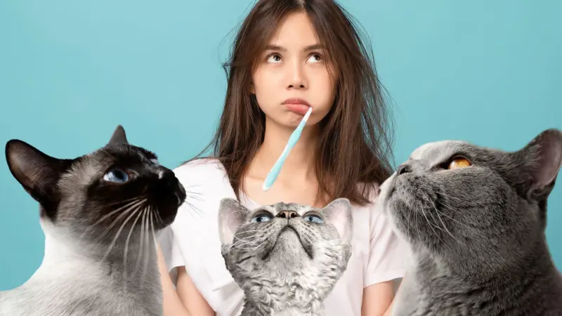 ¿Cómo cepillar correctamente los dientes de tu gato?