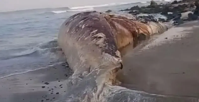 Hallan ballena muerta en playa Troncones de La Unión
