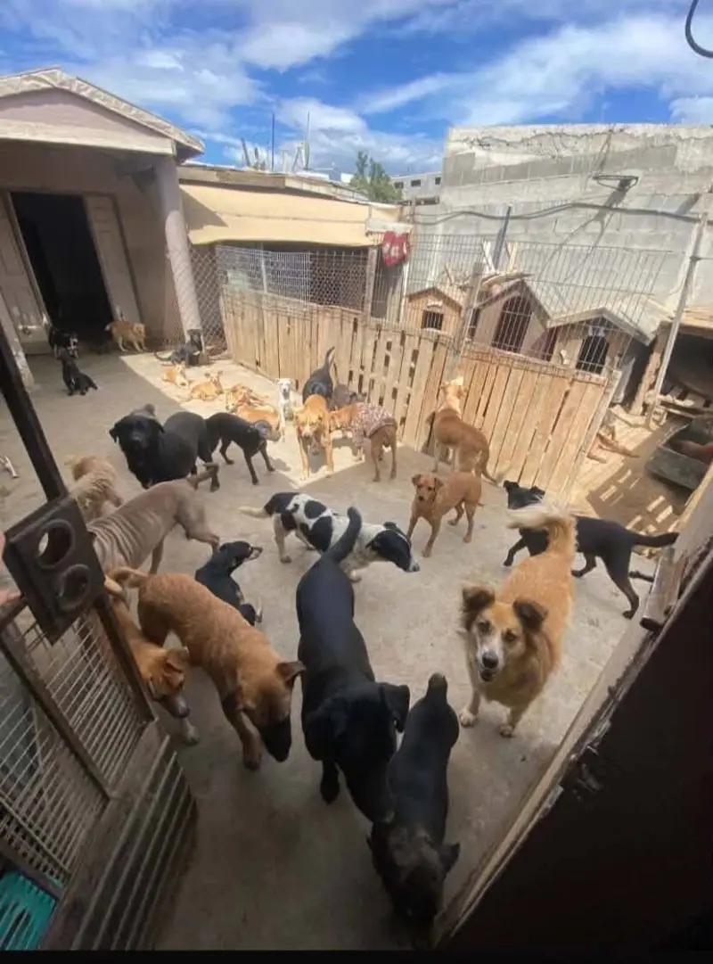 Urge Centro de Bienestar Animal en San Quintín