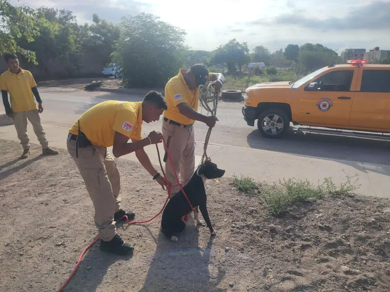 Ataca pitbull a menor en Escuinapa; le provoca heridas de gravedad