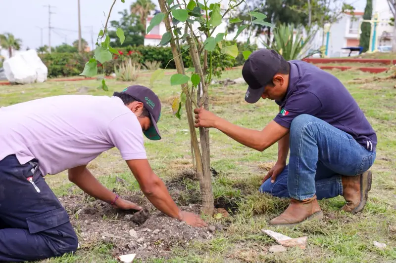 Corregidora celebra el Día del Árbol: plantan 200 ejemplares y regalan otros 200 a la ciudadanía para fortalecer las áreas verdes