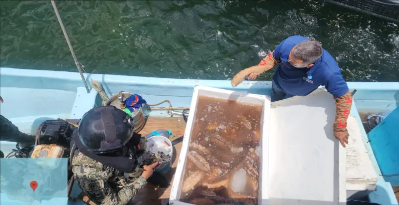Marina detiene a tres personas con 250 kilos de pepino de mar en Yucatán