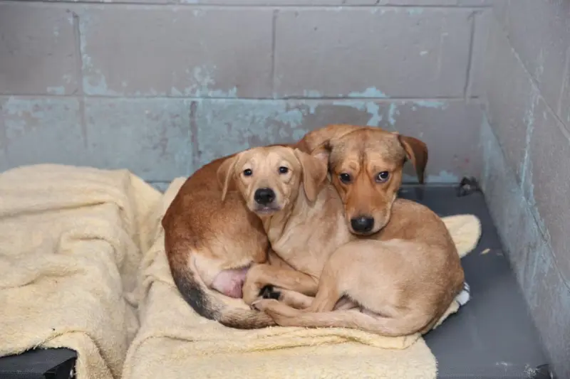 Necesario, reforzar campañas de esterilización ante proliferación de animales sin dueño