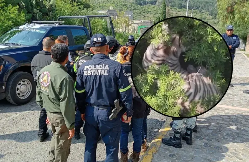 El operativo para capturar al tigre de bengala blanco que se fugó en Tepetlaoxtoc sigue activo después de que el animal fuera localizado en una zona alta del municipio mexiquense