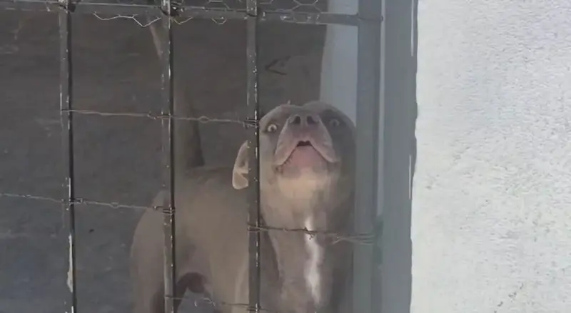 Video: pitbull ataca a adolescente en Portal del Roble; autoridades dejan citatorio al dueño