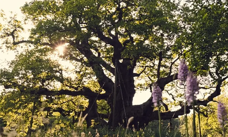 Anuncian muerte de Mayor Roble, árbol de 1,200 años ligado a Robin Hood