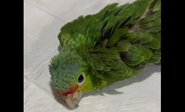 Rescatan a loro que era alimentado con atole hirviendo en Izamal