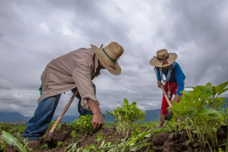 Querétaro no recibe recurso alguno del gobierno federal para el campo: SEDEA
