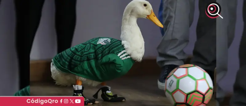 Merlín, la sensación con alas salva un Mundial y a su familia mexicana