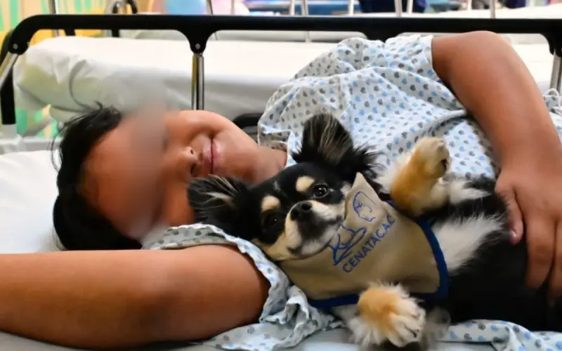 ¿Hospitales en México están admitiendo a perritos para dar terapias? Más de 2,700 pacientes infantiles han encontrado alivio gracias a esta medida