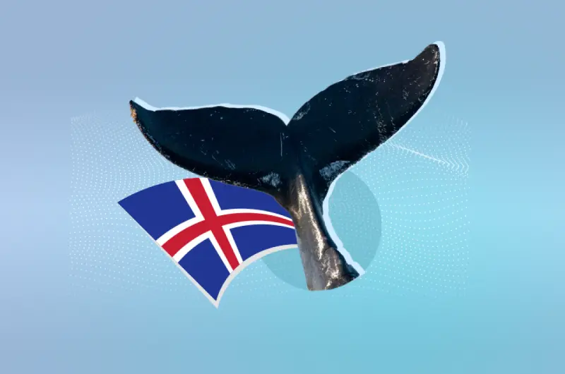 Islandia vuelve a cazar ballenas; autoriza hasta 150 capturas