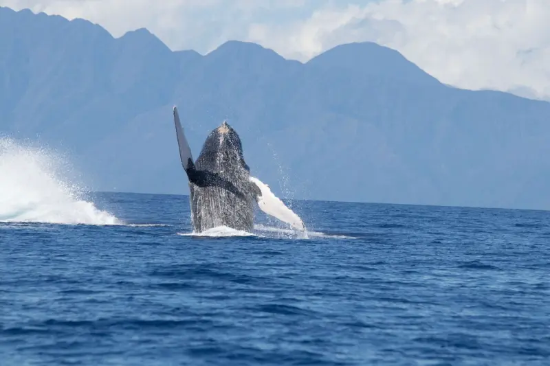 El asesino invisible: una toxina está detrás de las misteriosas muertes de ballenas en el Pacífico