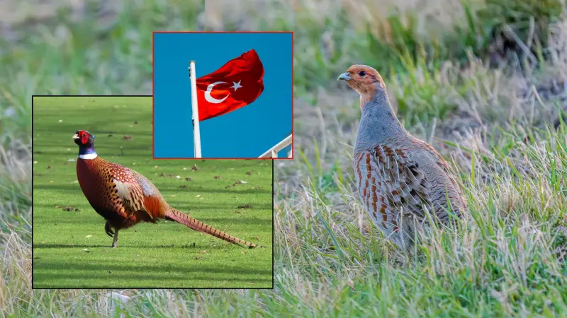 Turquía liberará 51 mil aves para repoblar fauna silvestre y combatir plagas agrícolas como garrapatas y chinche marrón