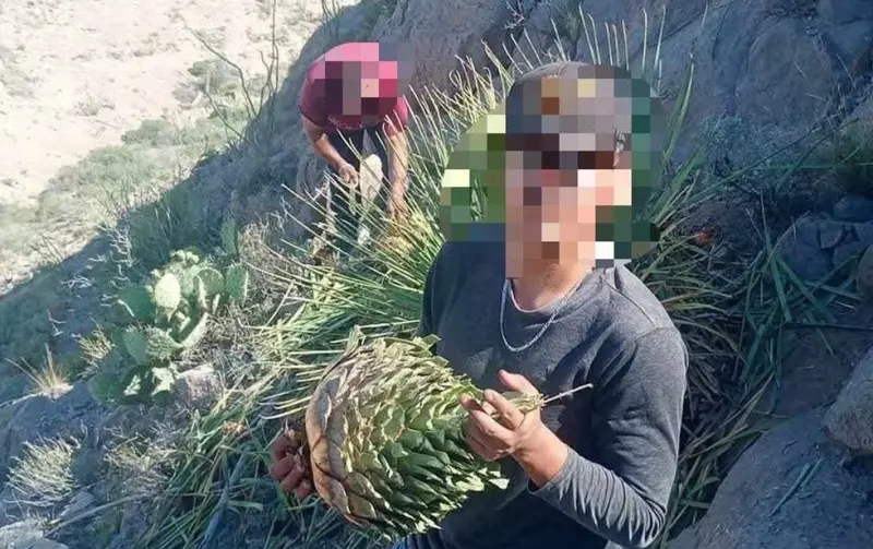 Colectivo Sierra de Juárez llama a frenar la extracción de sotol en el desierto