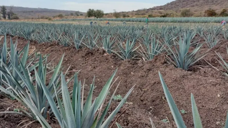 Crisis del agave en Guanajuato: Tequila sube, pero pagan el kilo a 80 centavos