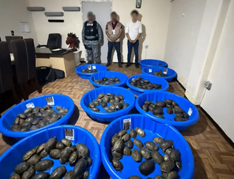 Aseguran en Tamaulipas cientos de tortugas transportadas en paquetes envueltos en calcetines