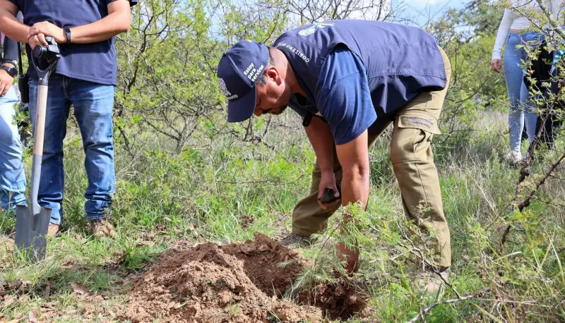 Plantan 300 árboles en Sierra de Guanajuato