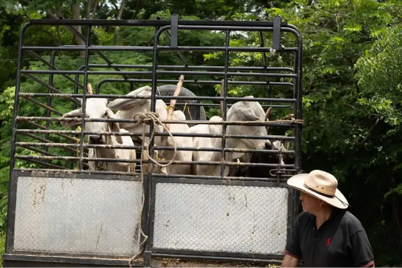 Refuerza Coahuila blindaje sanitario contra amenaza del gusano barrenador