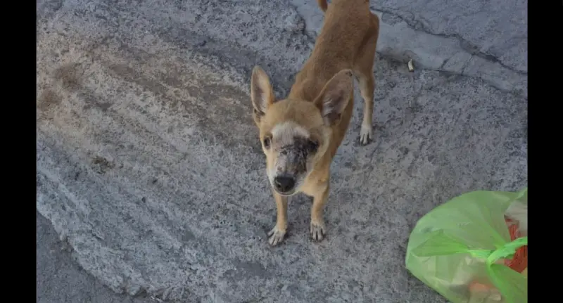Rescatan a perrito con cáncer avanzado y riesgo de ceguera en Saltillo; fundación pide apoyo para salvarle la vida