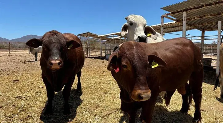 Refuerzan en Coahuila estrategias para mantener la sanidad animal