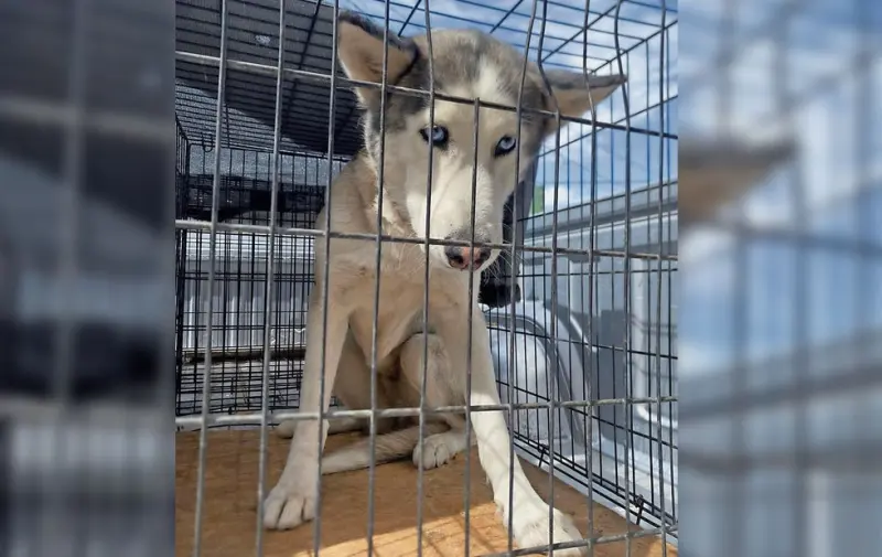 Pagó dueño de Sasha multa de 50 UMAs