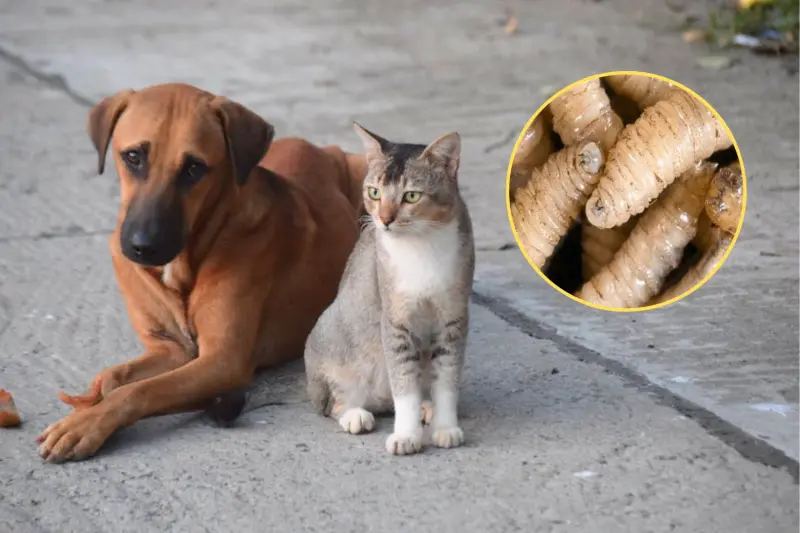 Detectan 30 casos de gusano barrenador en mascotas de Jalisco y autoridades piden revisar heridas de animales todos los días para evitar infestaciones