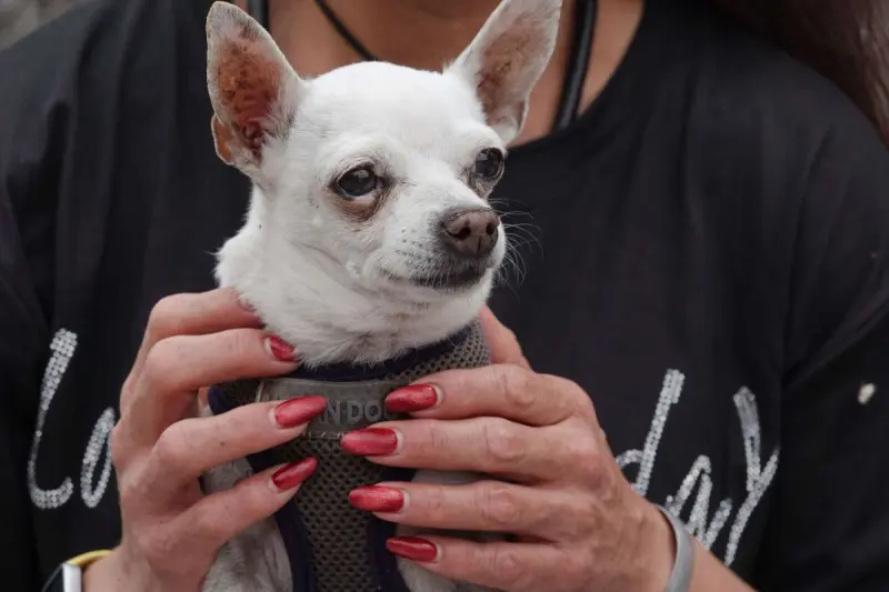 ¿Tienes mascota? Anuncian nuevas jornadas de esterilización gratuita en Querétaro