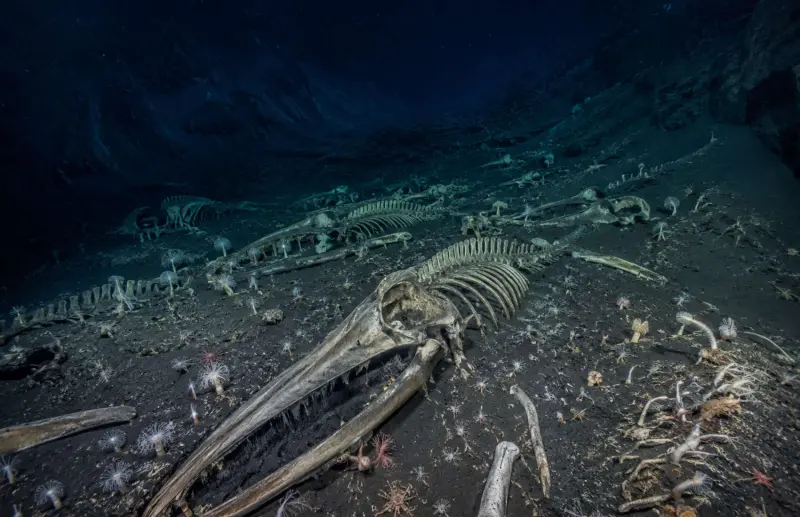 El secreto del fondo del océano: millones de ballenas acumuladas en un mismo punto invisible