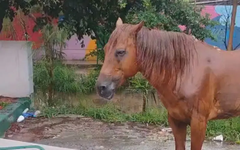 Reportan caballo deambulando en la colonia Cerro de la Campana en Monterrey