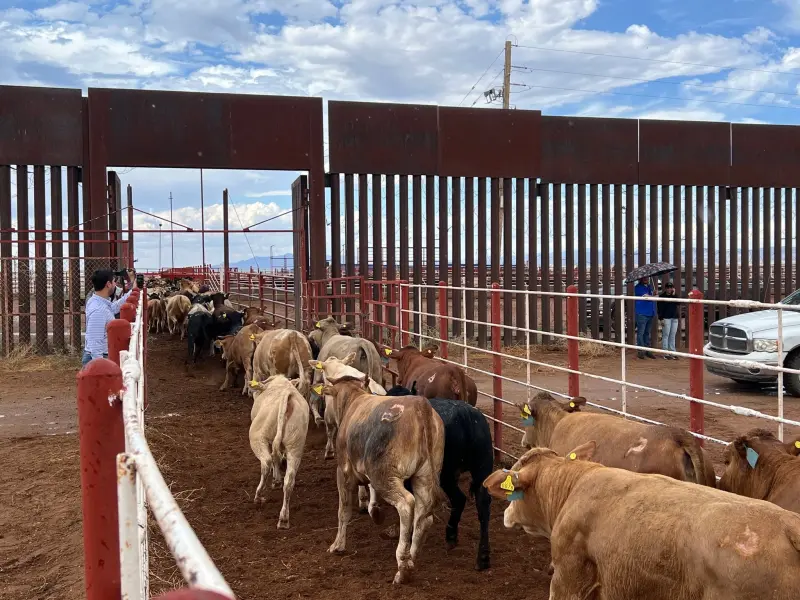 Detección de gusano barrenador en Texas aleja reapertura de frontera de Estados Unidos al ganado mexicano, advierten productores