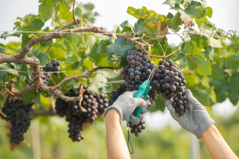 Fortalece Querétaro a productores vitivinícolas
