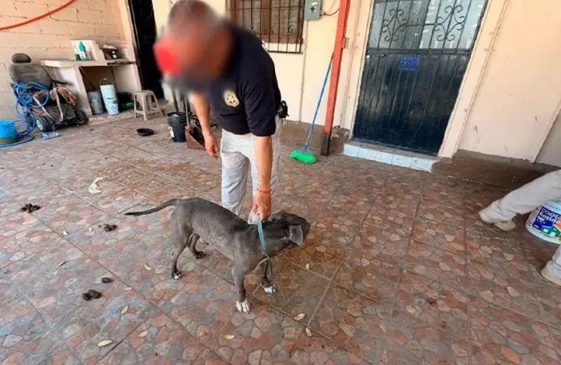 Rescatan a un perro Pitbull en Guaymas durante un cateo policial por maltrato animal y la Fiscalía ya investiga a los responsables