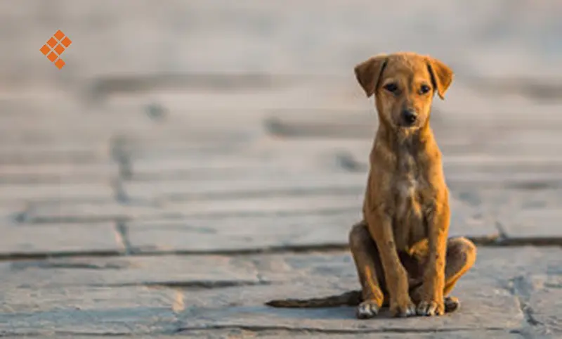 Refuerza CBP controles para ingreso de perros procedentes de México