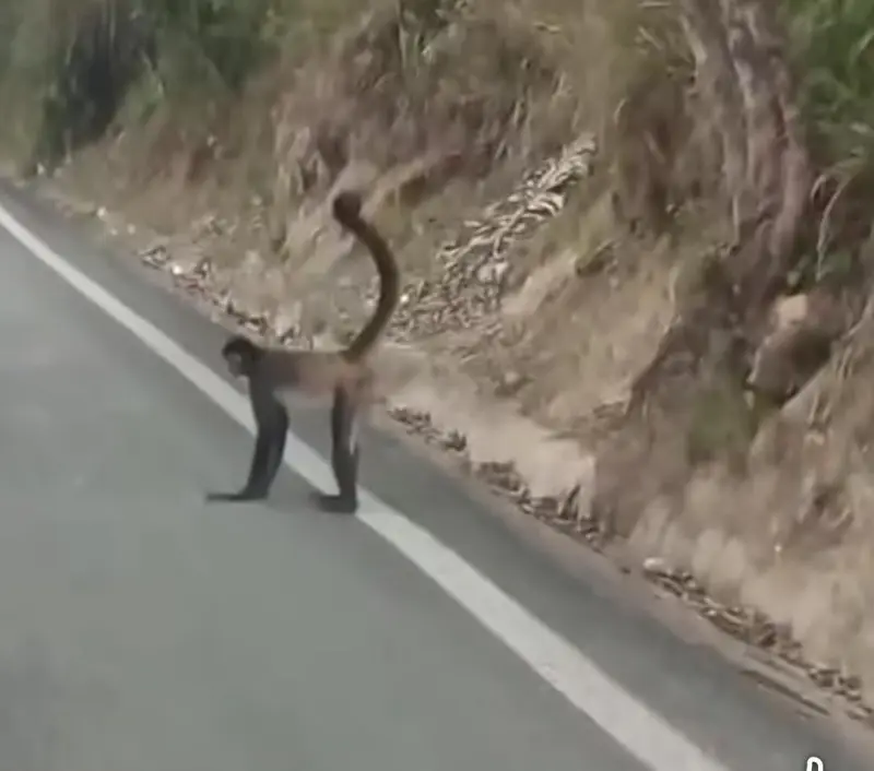 Reportan presunta presencia de monos sobre carretera en Puerto Vallarta