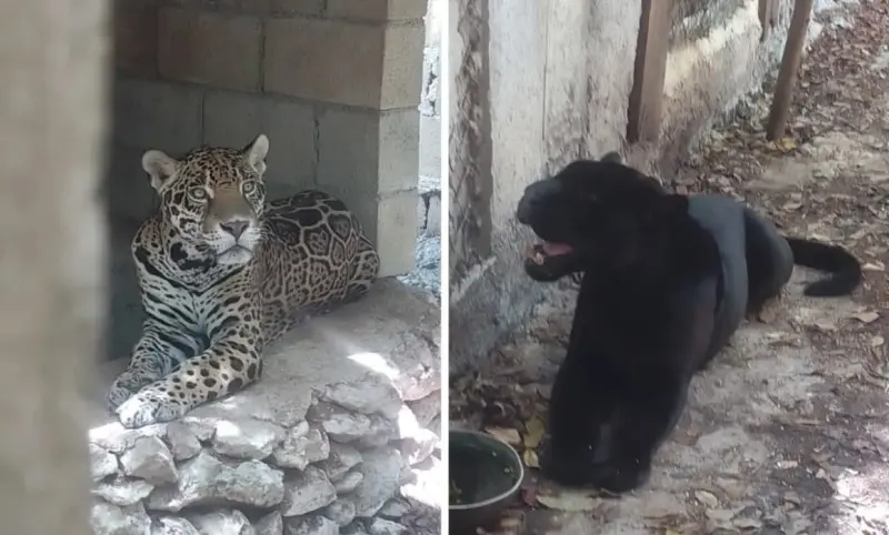 Aseguran predio con 9 jaguares, un puma y otros animales en Quintana Roo