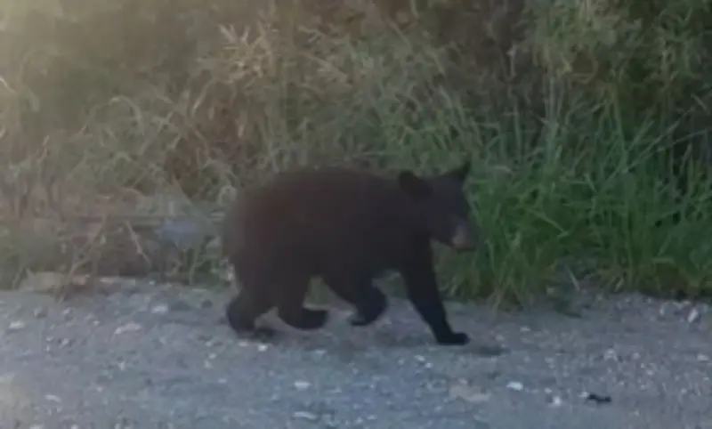 Reportan avistamiento de oso en colonia El Rosarito en Cadereyta Jiménez