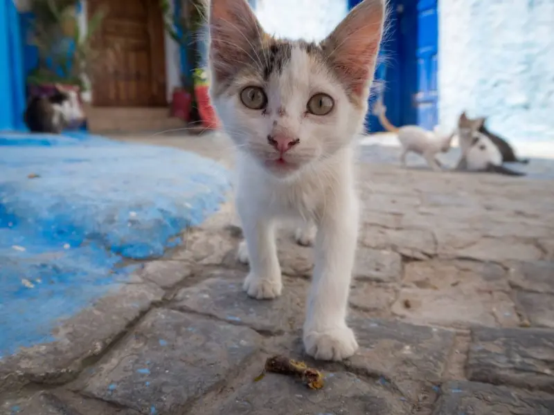 Rescatan a más de 400 gatos destinados al comercio de carne en Vietnam