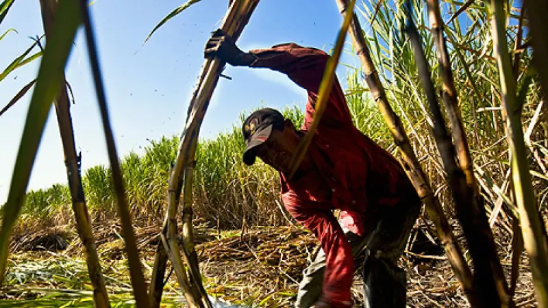 Industria azucarera de México busca que EU modifique reglas que limitan cuota de exportación