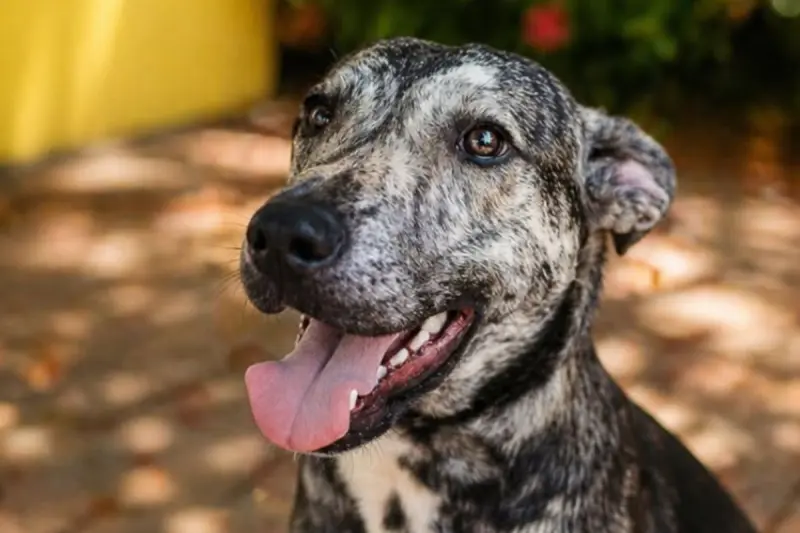 Continúan las campañas de esterilización para mascotas en Querétaro, sedes del 22 al 27 de junio