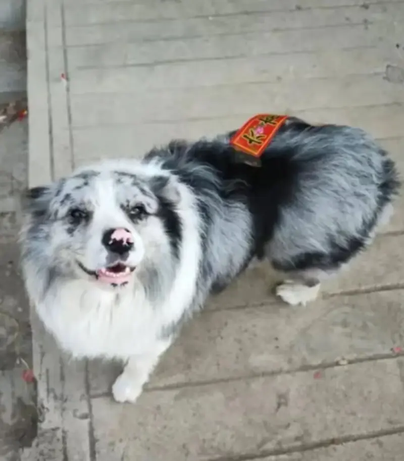 Robaron a perro influencer Chotou, lo vendieron por 26 dólares a un restaurante y se lo comieron