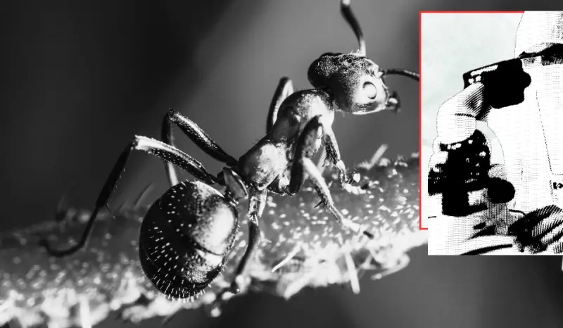 FOTOS: “Las nerfearon por el bien de la trama” Así lucen las hormigas vistas a través de un microscopio y las imágenes desatan una ola de creatividad en redes sociales