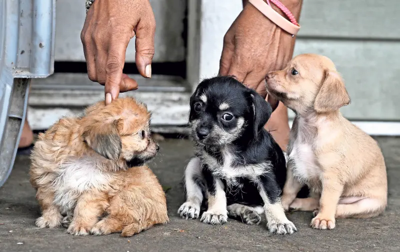 ¿Mascotas en jaque?: qué hacer ante el gusano barrenador