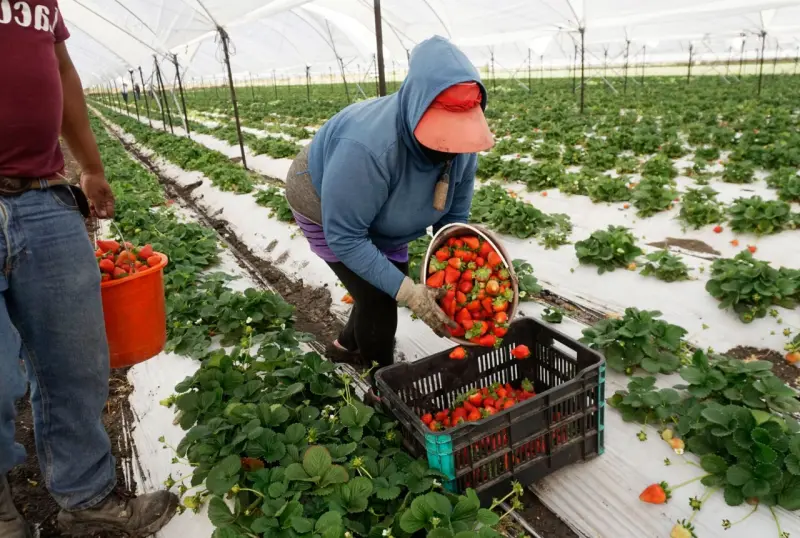 México le arrebata mercado agro a Florida y le cuesta hasta 1,140 mdd al año