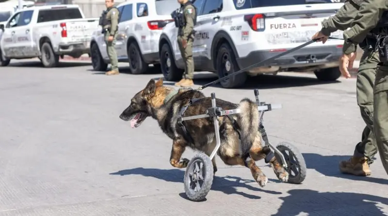 Agente canino “Vico” se retira de la FESC por enfermedad degenerativa