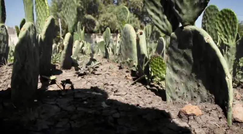 Corregidora abre apoyo con planta de nopal para fortalecer al campo