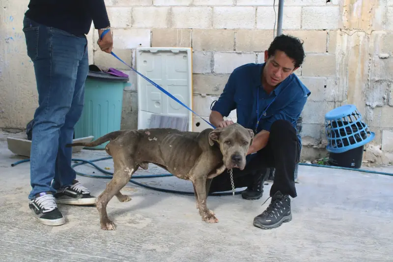 Resguardan a tres perros tras denuncia por presunto maltrato en Mérida